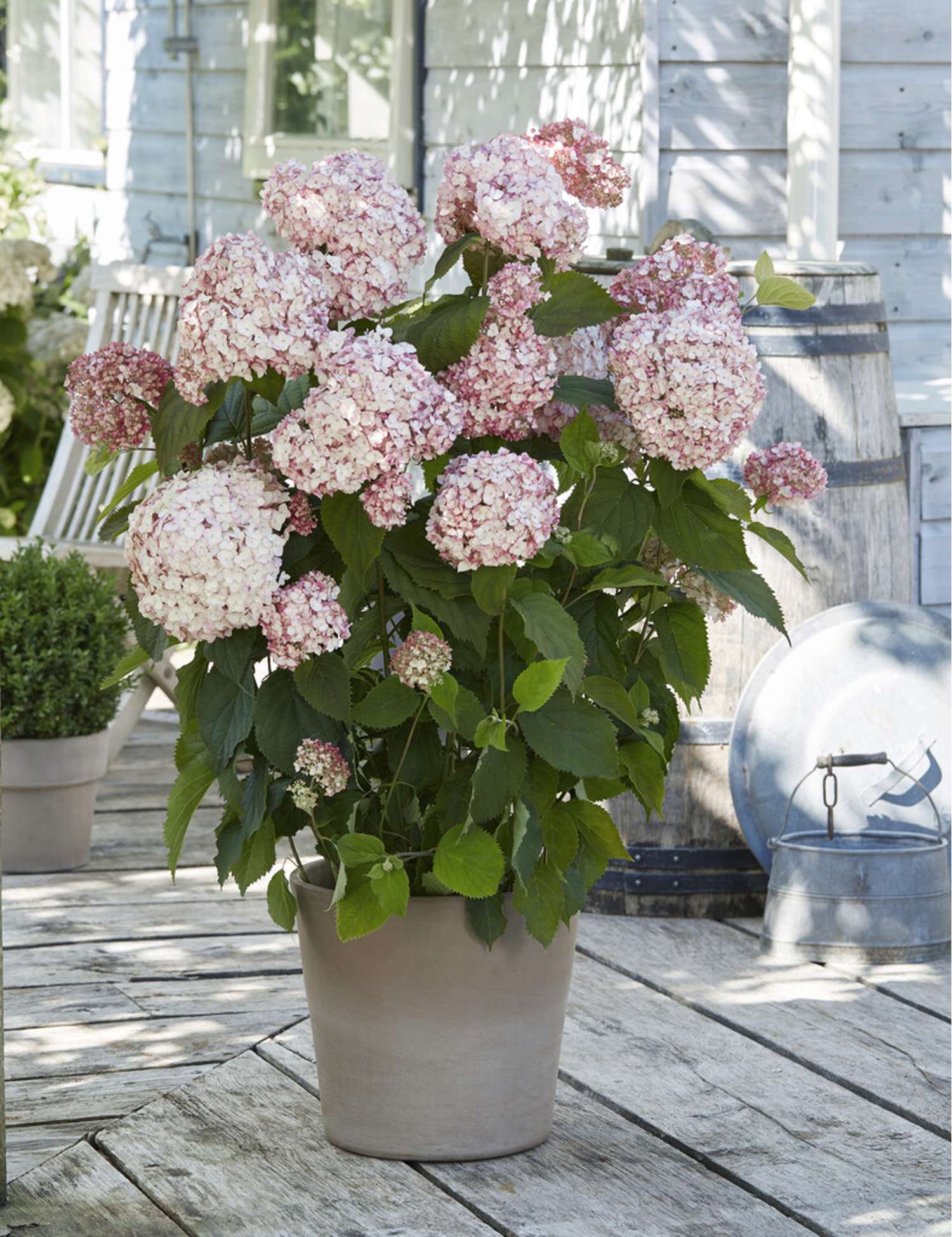 Pallohortensia 'Candybelle Bubblegum'